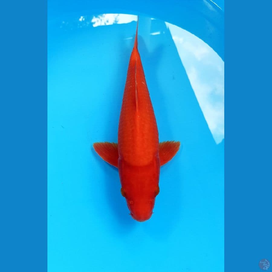 Benigoi 35cm
