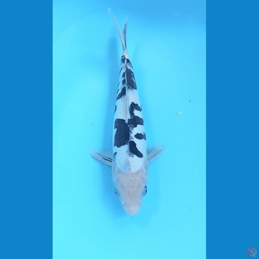 Bekko doit 32cm