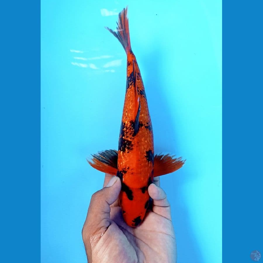 Hi utsuri 30cm