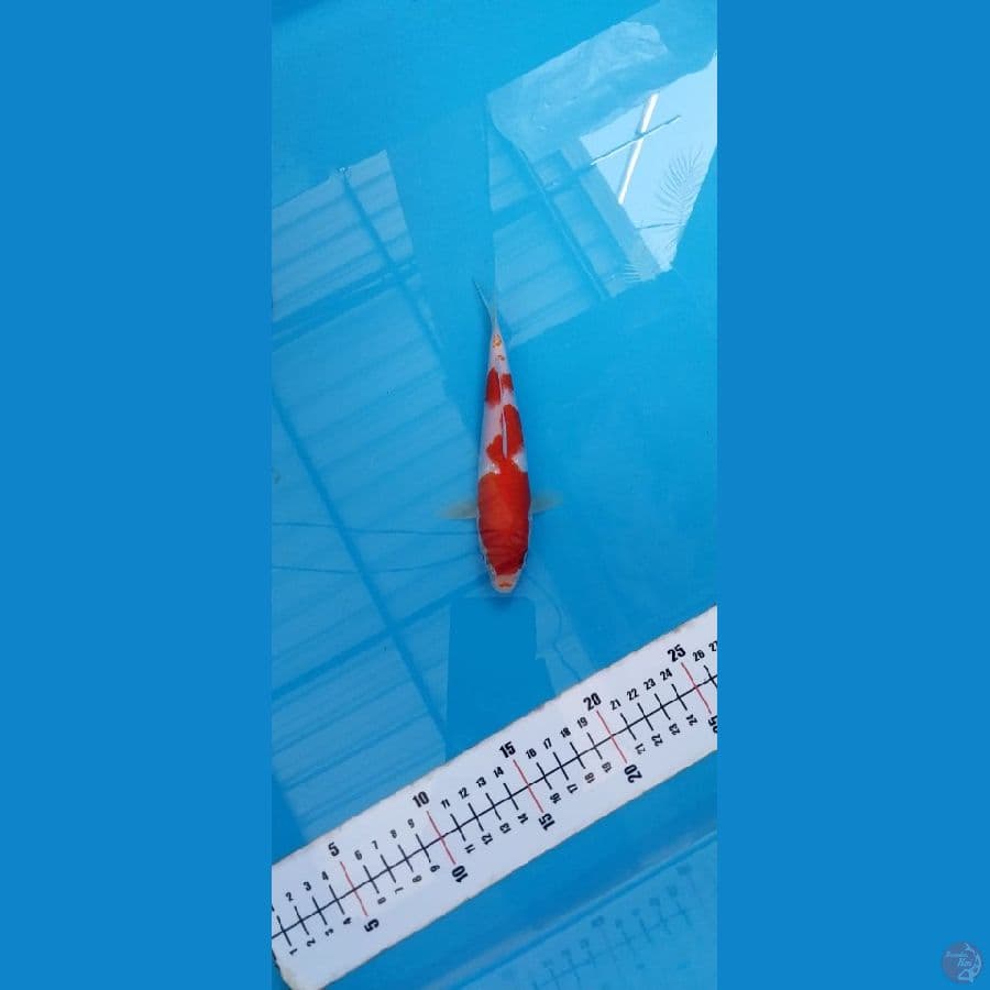 KOHAKU