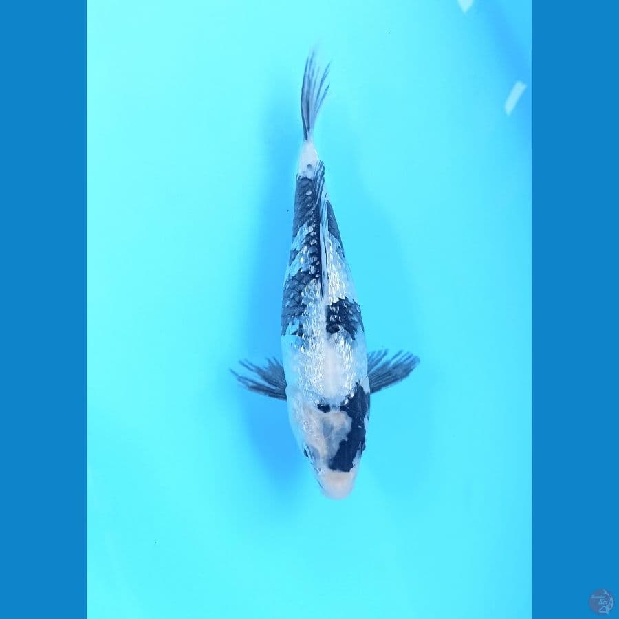 Shiro ginrin 23cm