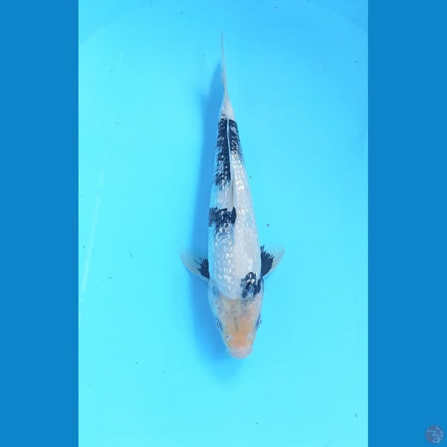 Shiro ginrin 25cm