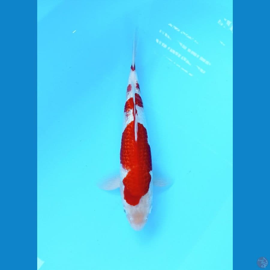 Kohaku 31cm