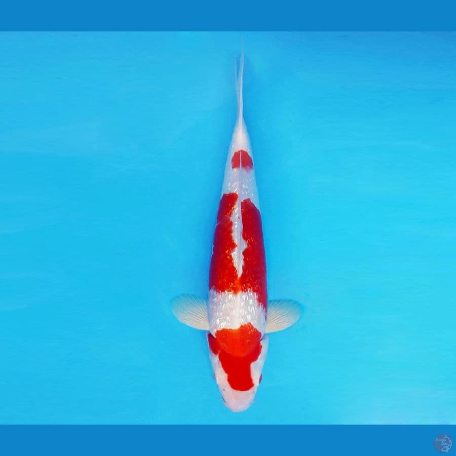 RONIN 6 ~ Kohaku Gin Rin 31 cm/male ™