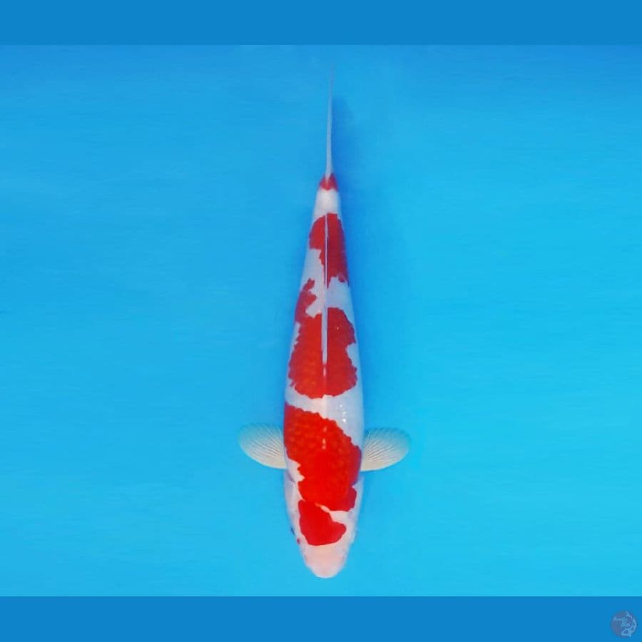 RONIN 9 ~ Kohaku 30 cm/fm ™