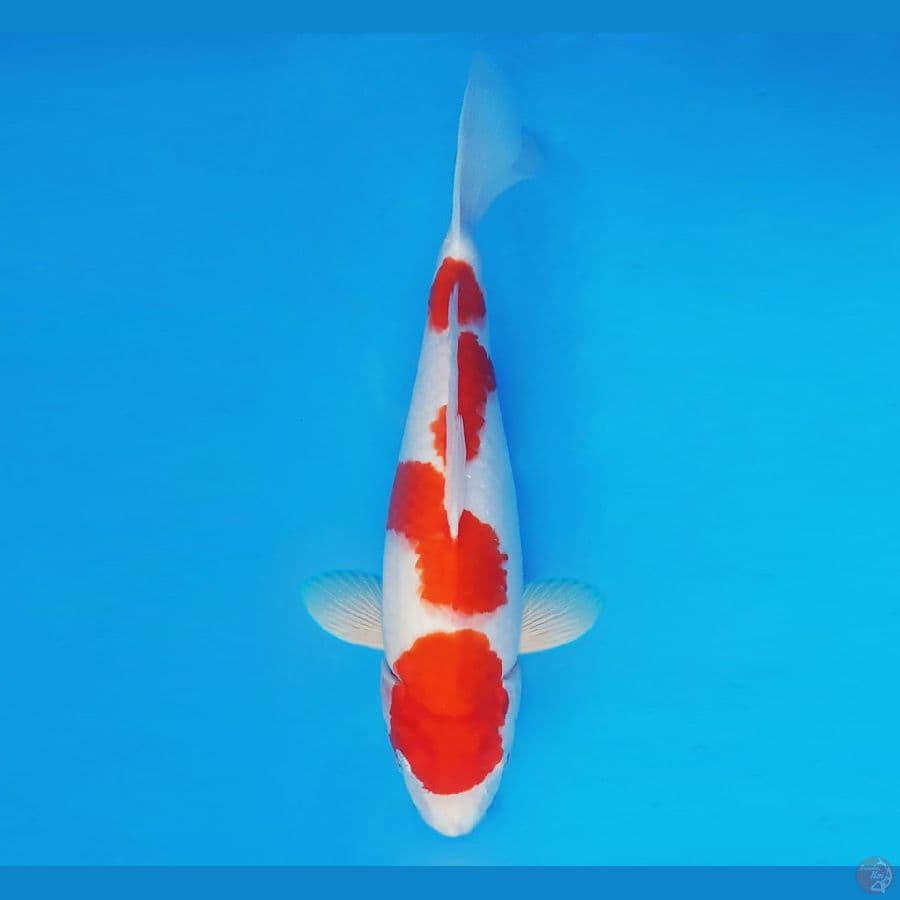 RONIN 10 ~ Kohaku 31 cm/fm ™