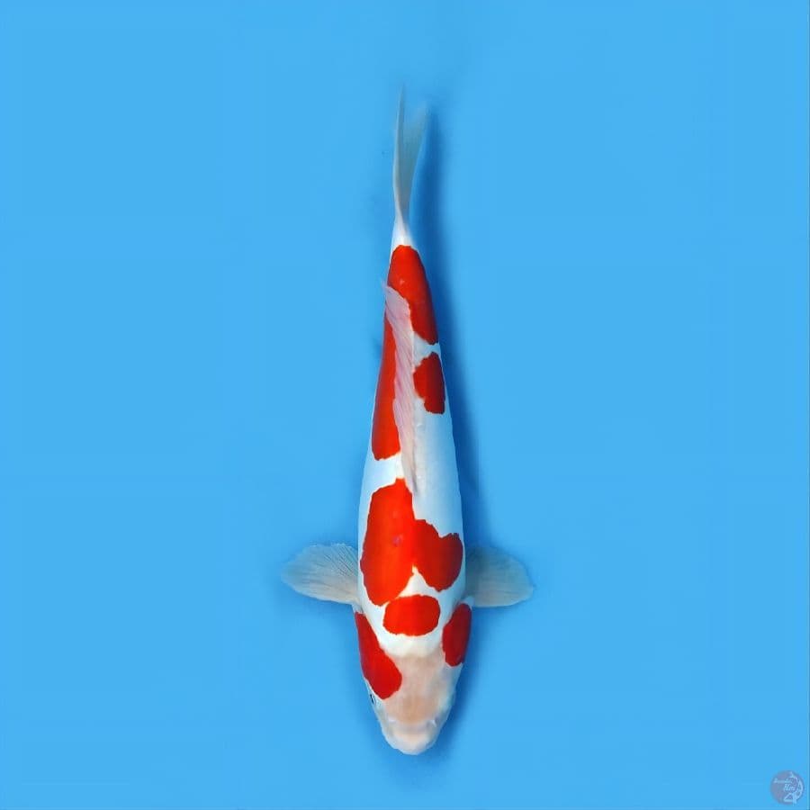doitsu kohaku jantan 40 cm original