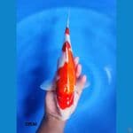 Kohaku 32CM