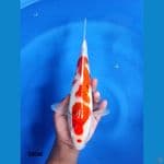 Kucibeni Sanke 33CM