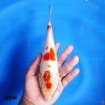 Aigoromo 26CM
