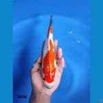 Showa Tategoi 26CM