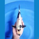 Shiro Tategoi 30CM 