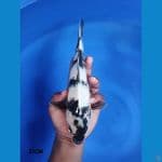 Shiro Utsuri 27CM