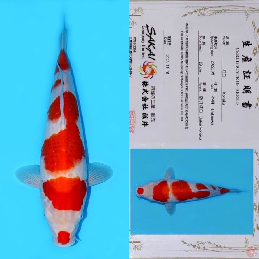 SAKAI KOHAKU HQ 39CM