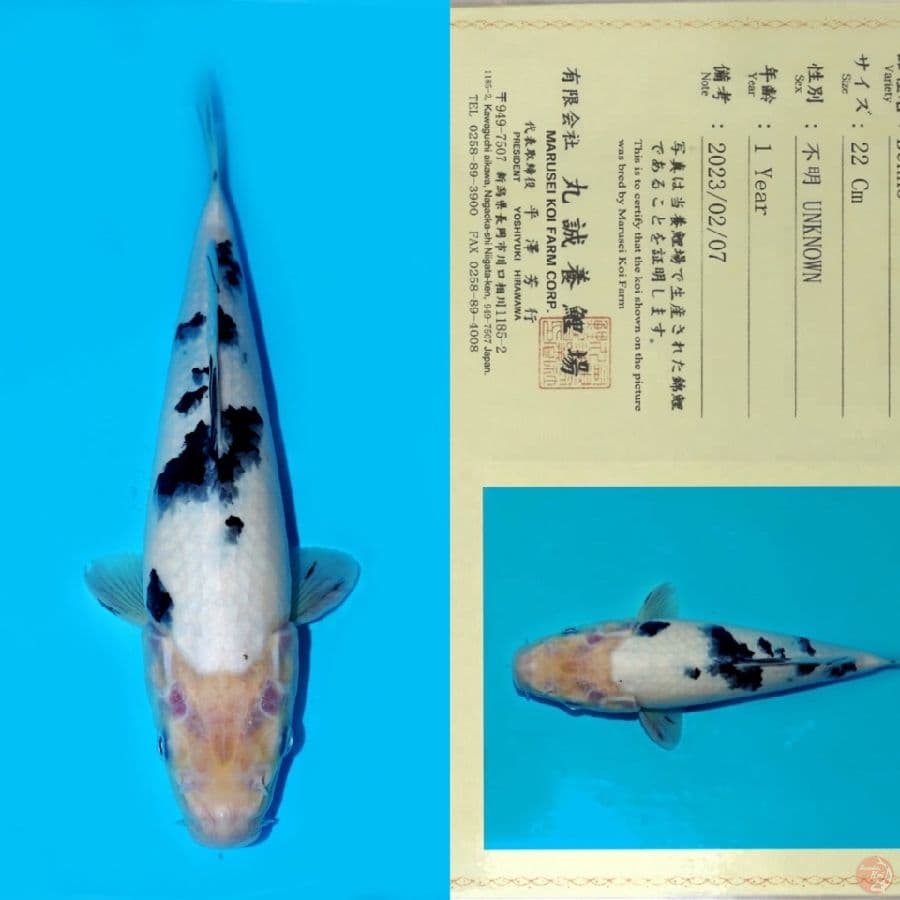 MARUSEI BEKKO SQ 36CM 