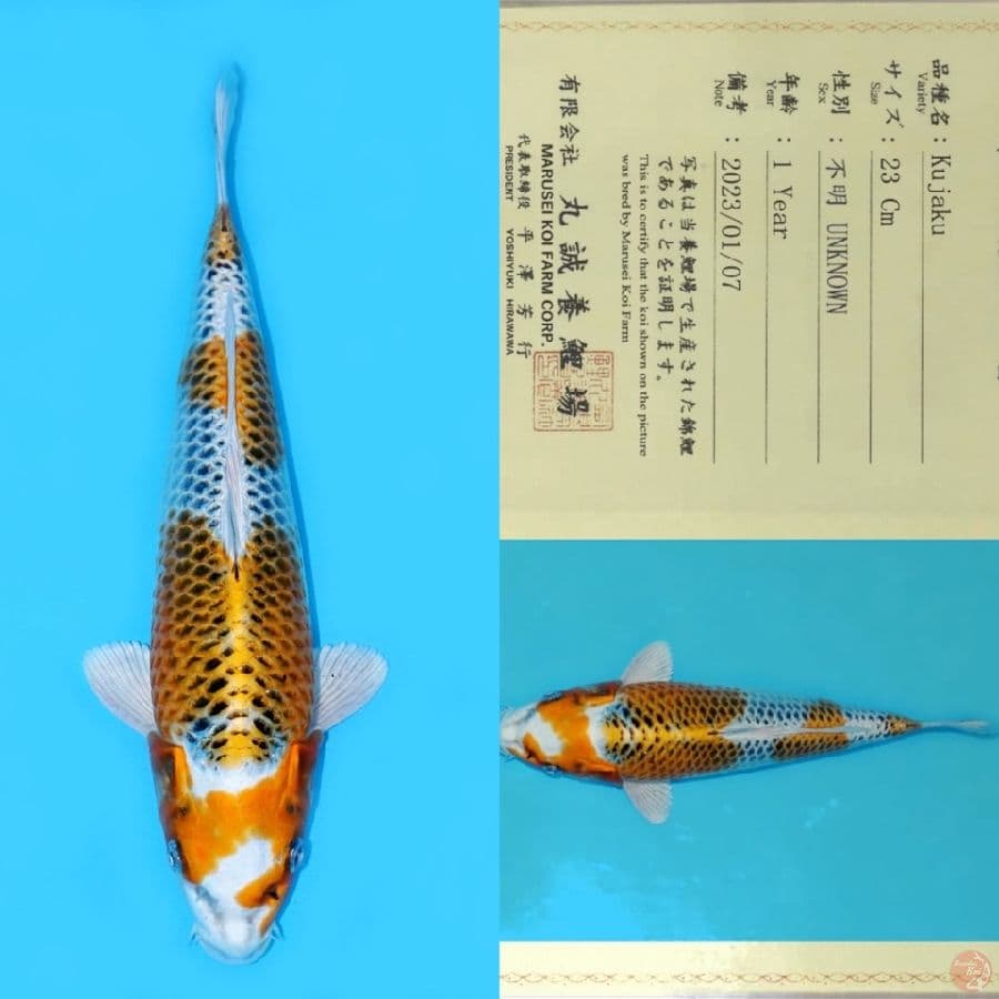 MARUSEI YELLOW KUJAKU HQ 32CM