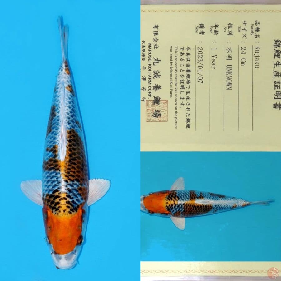 MARUSEI KUJAKU HQ 32CM