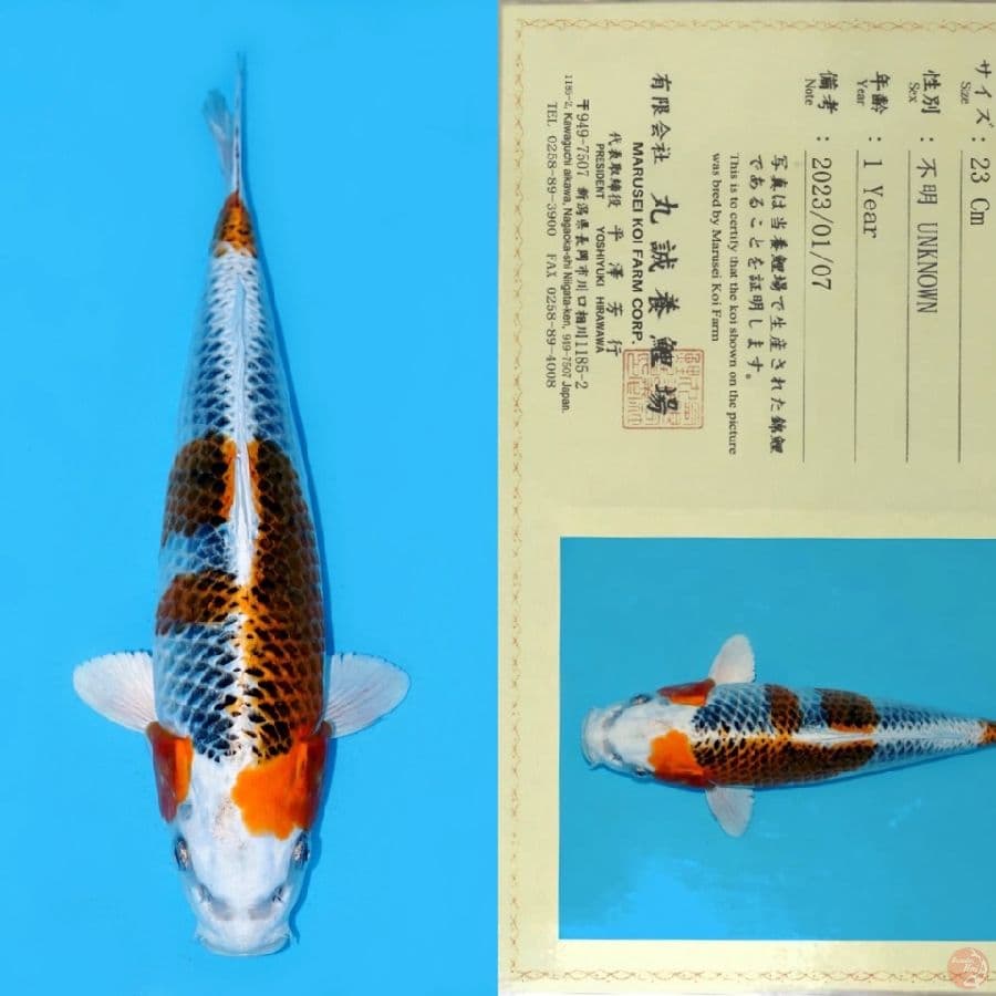 MARUSEI KUJAKU HQ 31CM