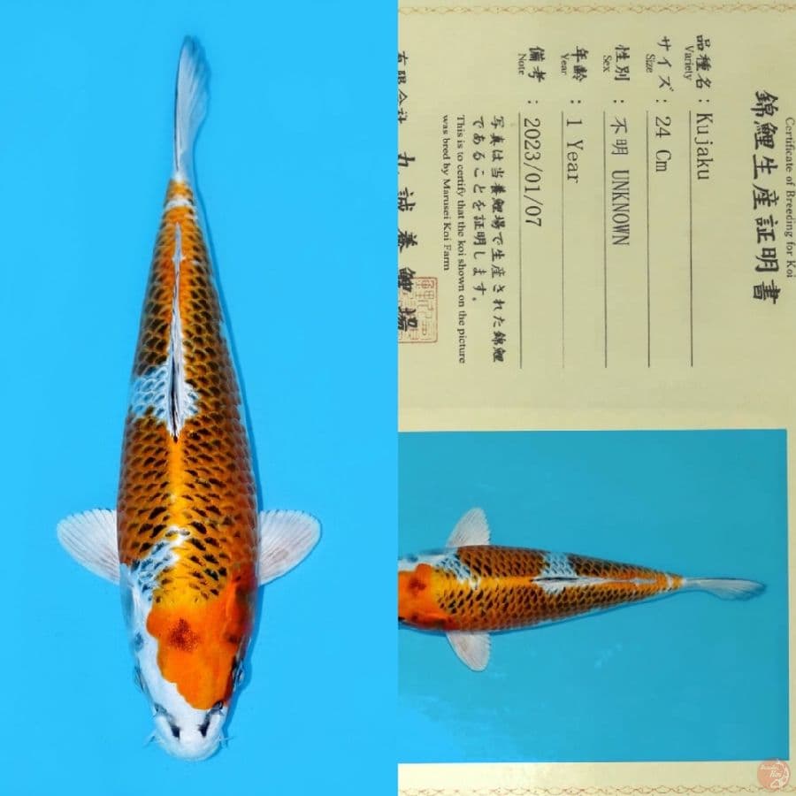 MARUSEI KUJAKU HQ 31CM