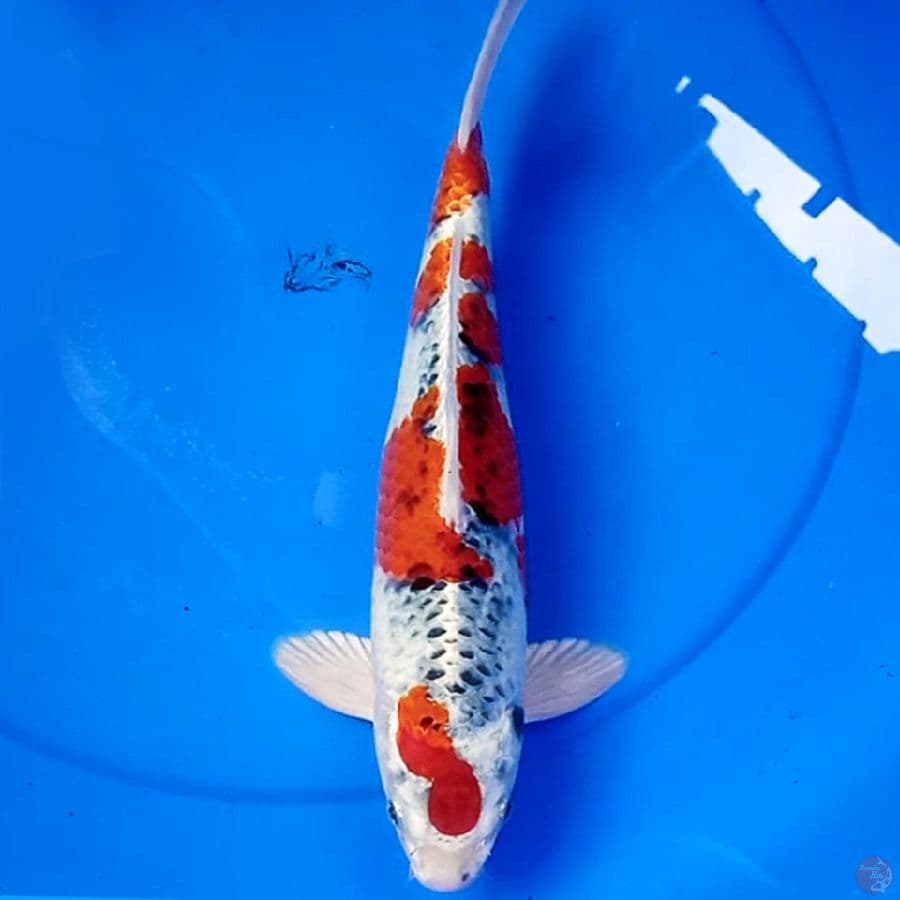 35cm KUJAKU STRONG