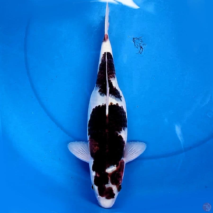 33cm BULKY KOROMO
