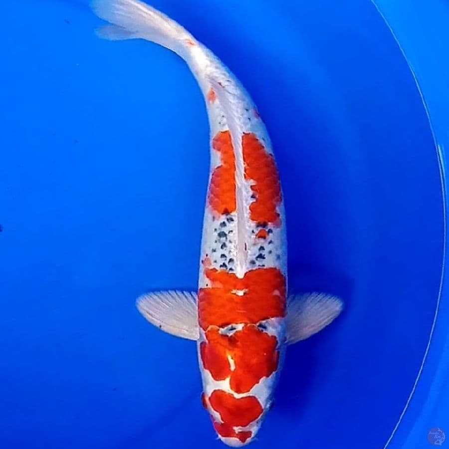 39cm RED KUJAKU ABSTRAK