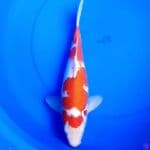 36cm KOHAKU RED DEVIL