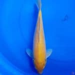 34cm KARASI MATA MERAH JINAK