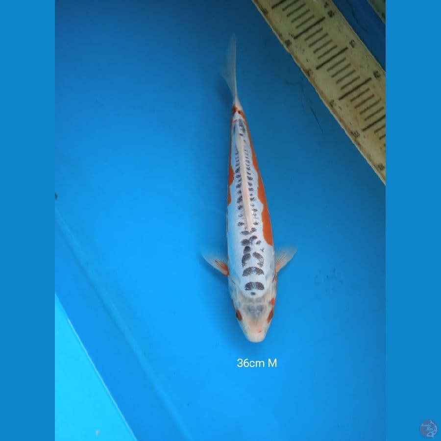 shusui 36cm