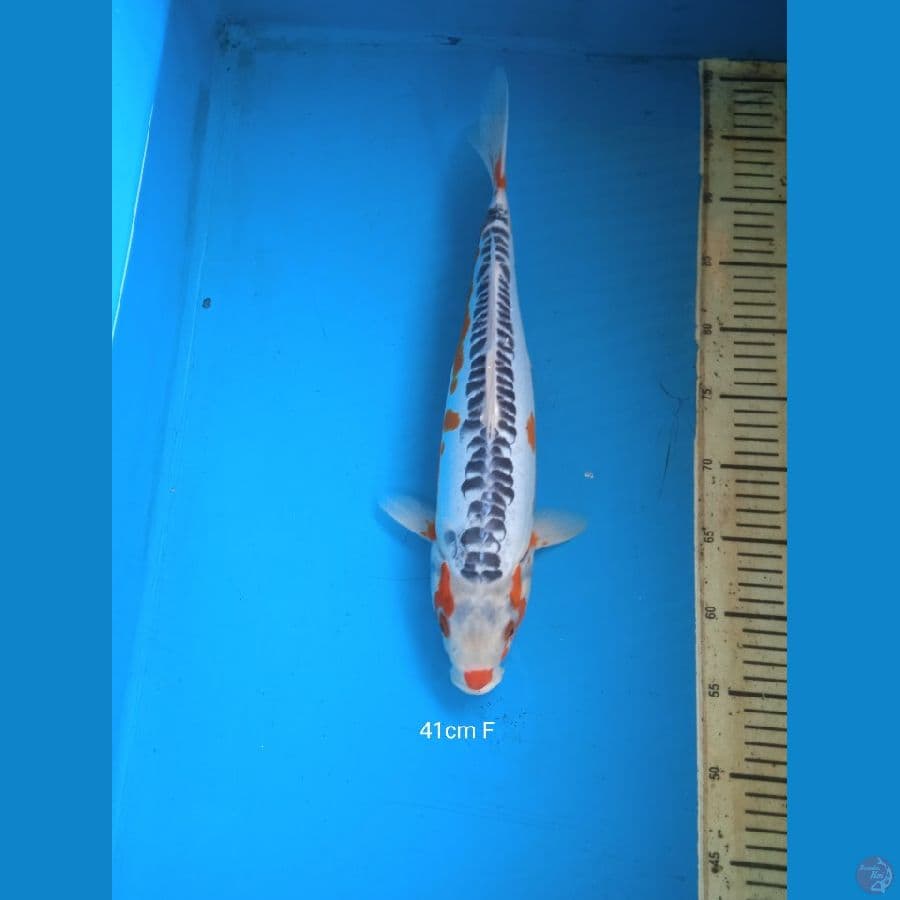 shusui 41cm F