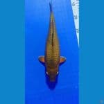 Cagoi tembaga 30cm