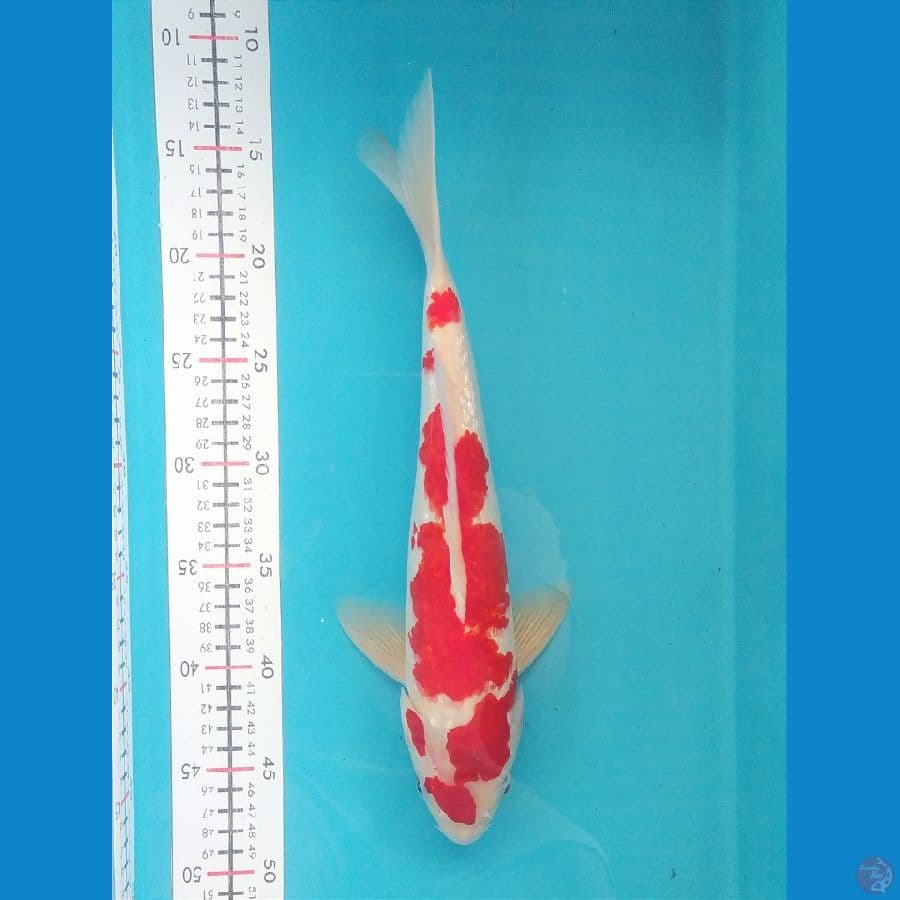 KOHAKU GINRIN MERAH STRONG