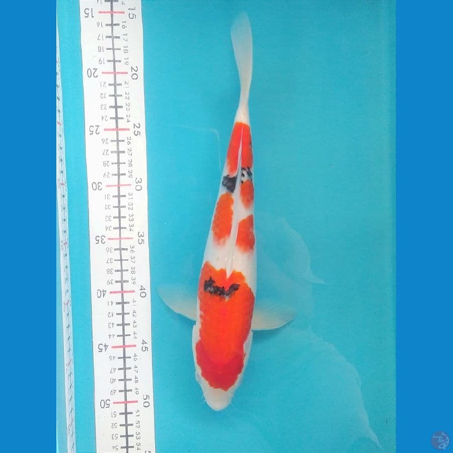 SANKE 34CM FEMALE