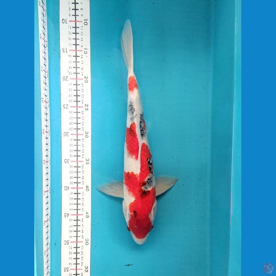 SANKE 37CM MALE