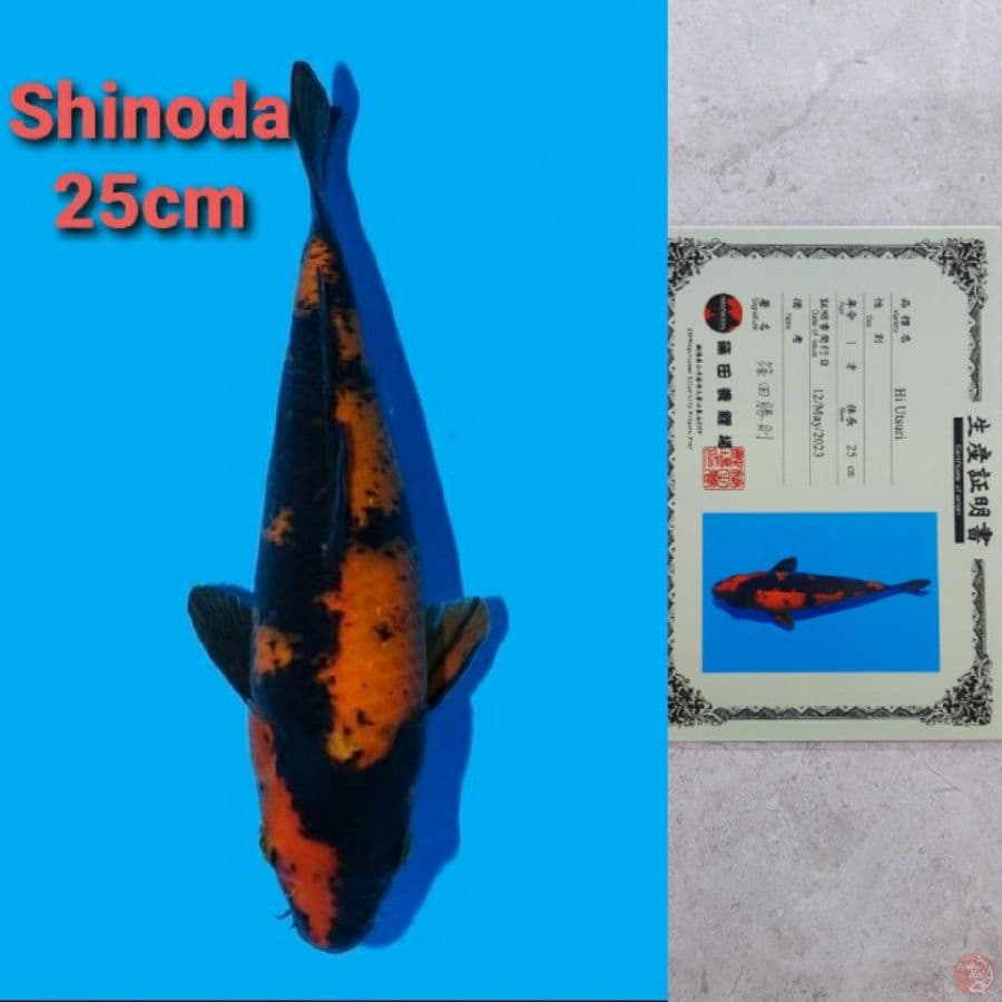 SHINODA HIUTSURI 25CM SERTI