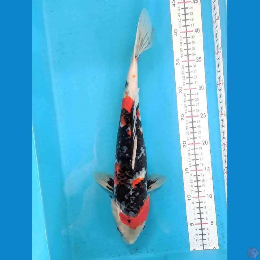 SHOWA 40CM FEMALE 