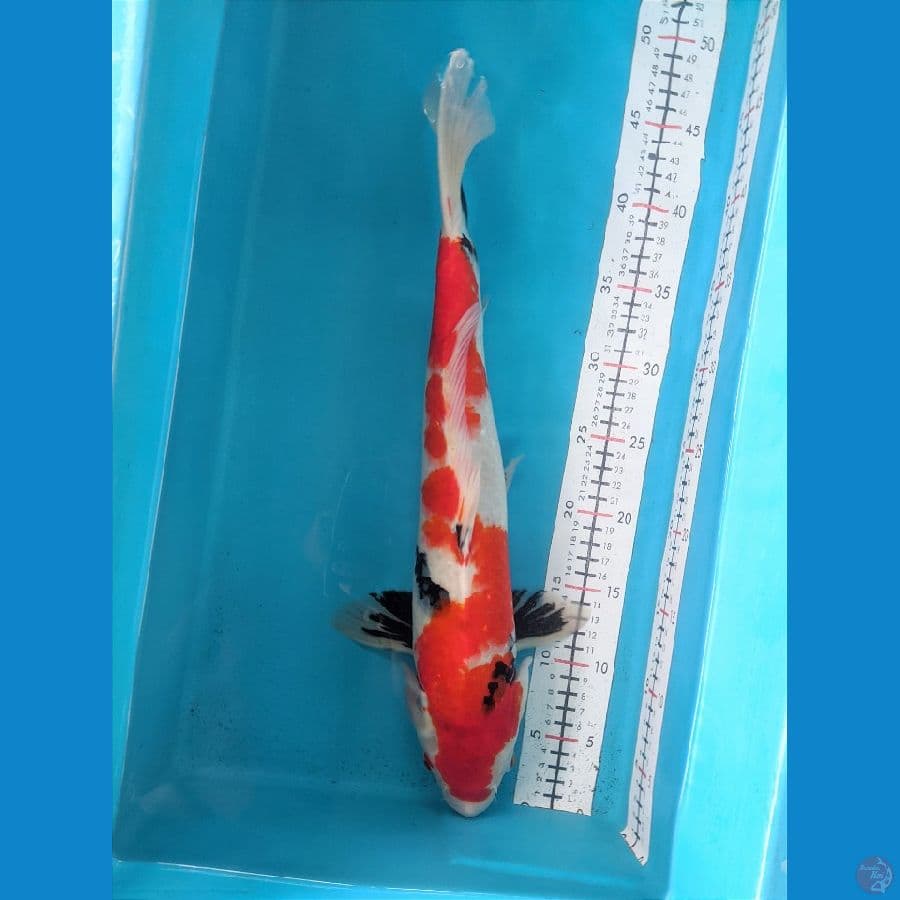 SHOWA 45CM FEMALE