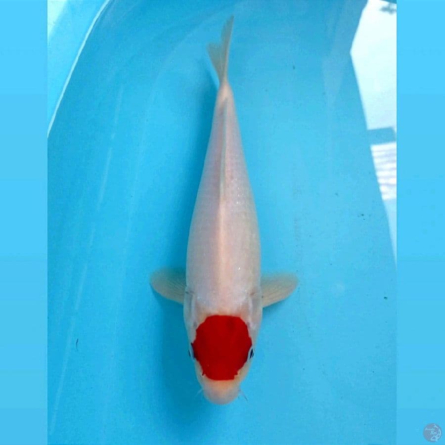 tancho, 31 cm