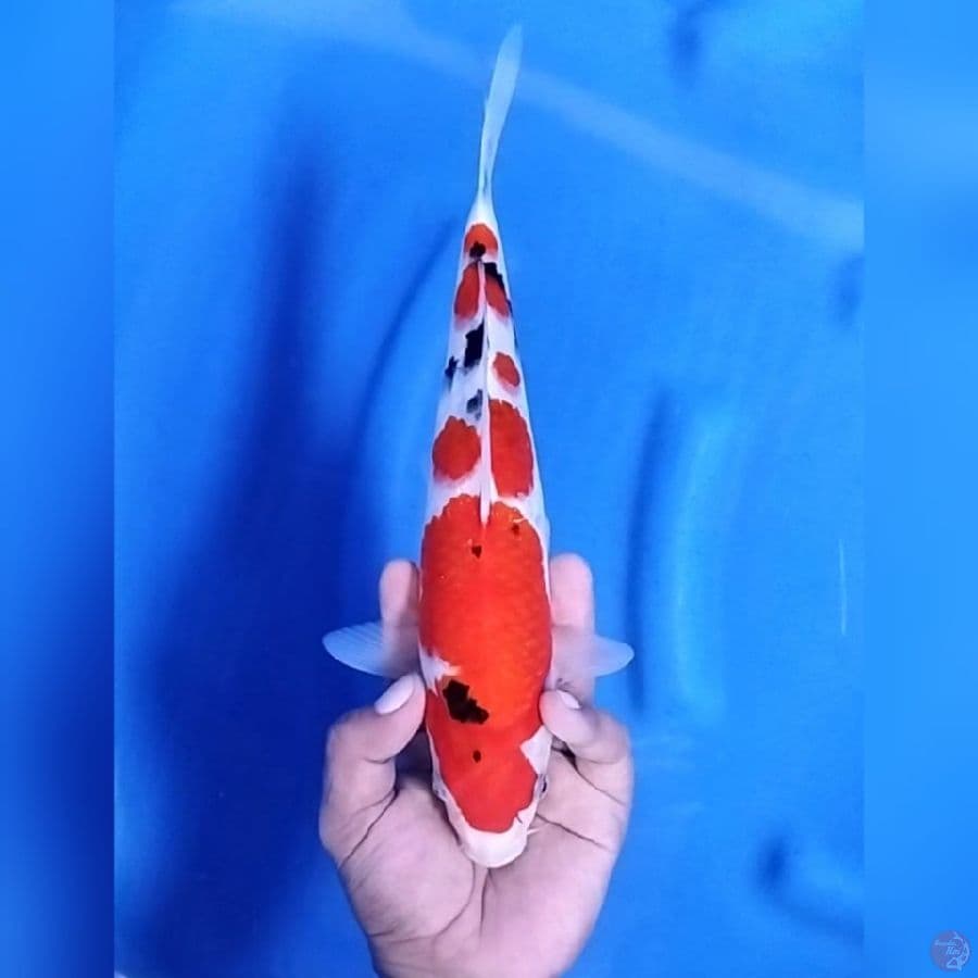 ( 29CM ) SANKE ISTIMEWA - FEMALE