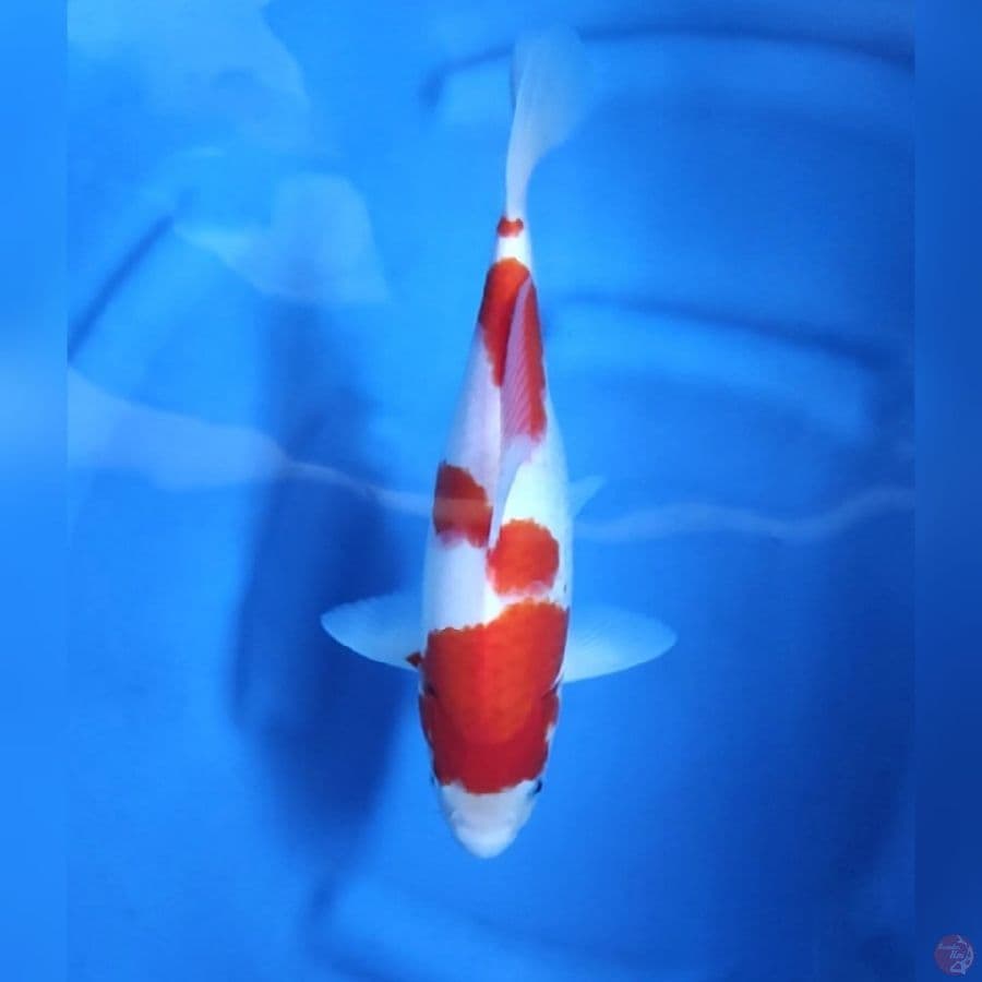 ( 31CM ) KOHAKU MANTAP - FEMALE