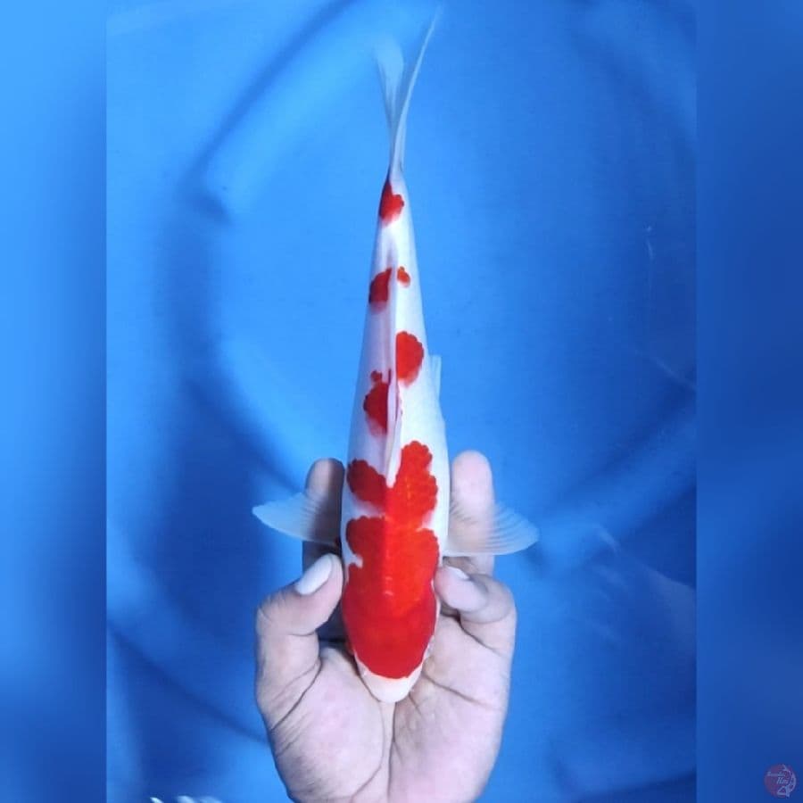 ( 26CM ) KOHAKU SAKURA - FEMALE