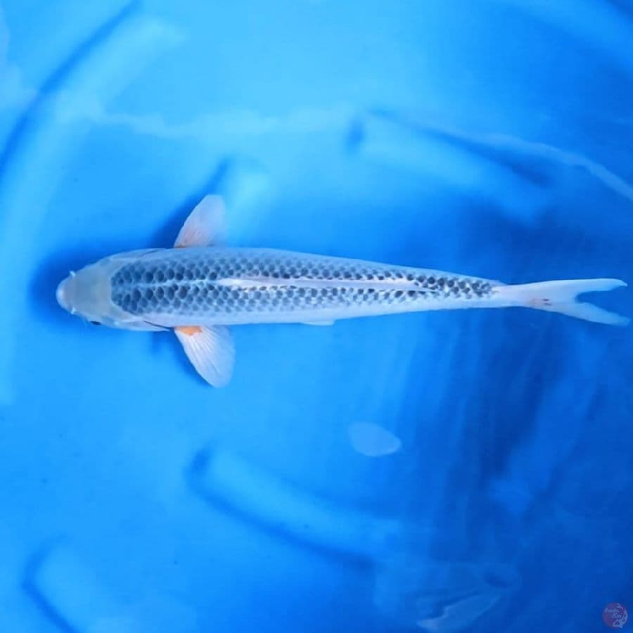 ( 39CM ) ASAGI MANTAP - MALE