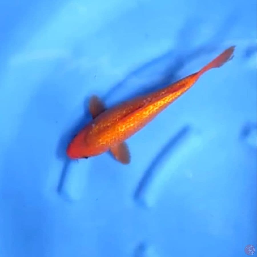 ( 33CM ) RED KARASHI GINRIN - FEMALE 