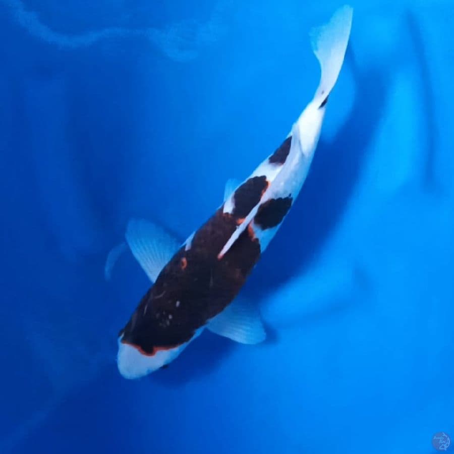 ( 33CM ) BUDO GOROMO - MALE