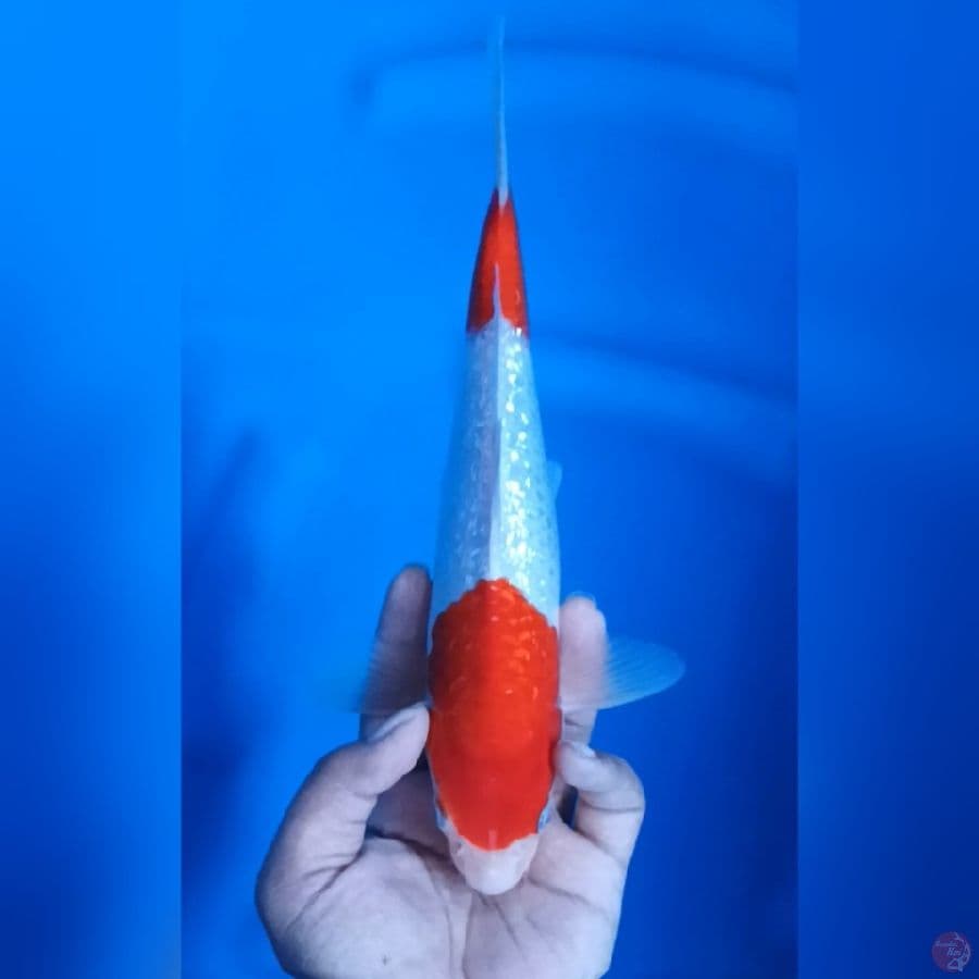 ( 29CM ) KOHAKU GINRIN - MALE