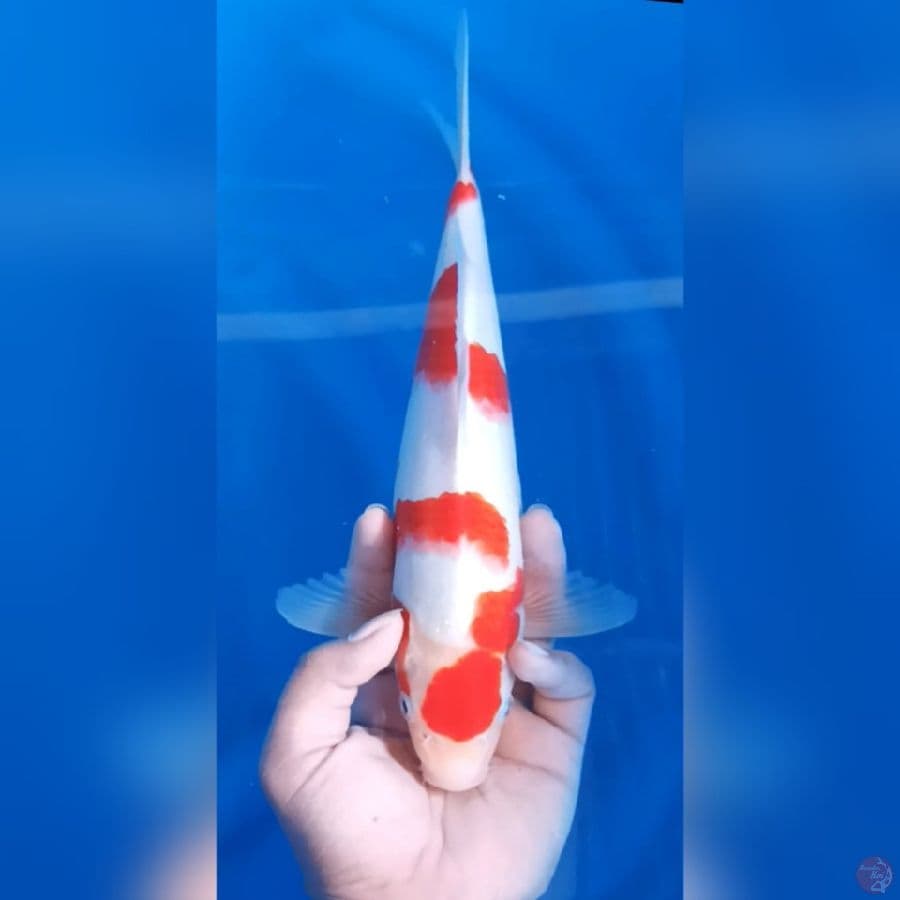 ( 31CM ) KOHAKU MANTAP - MALE