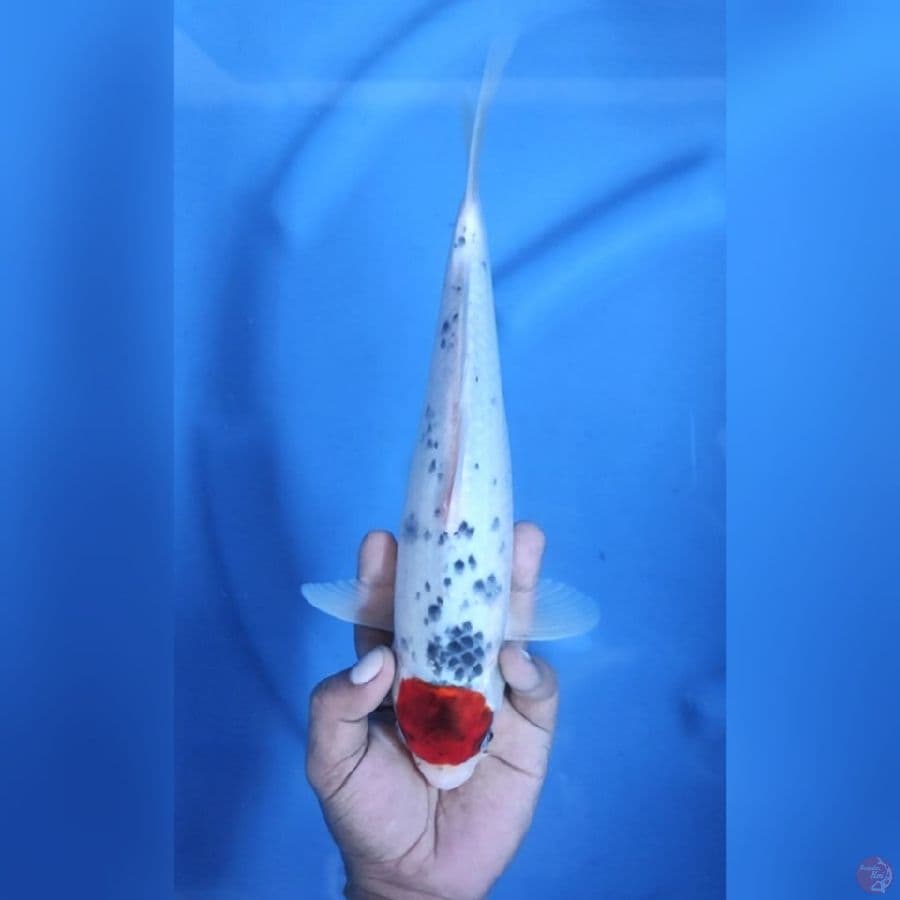 ( 31CM ) TANCHO GHOSIKI ORIGINAL - FEMALE