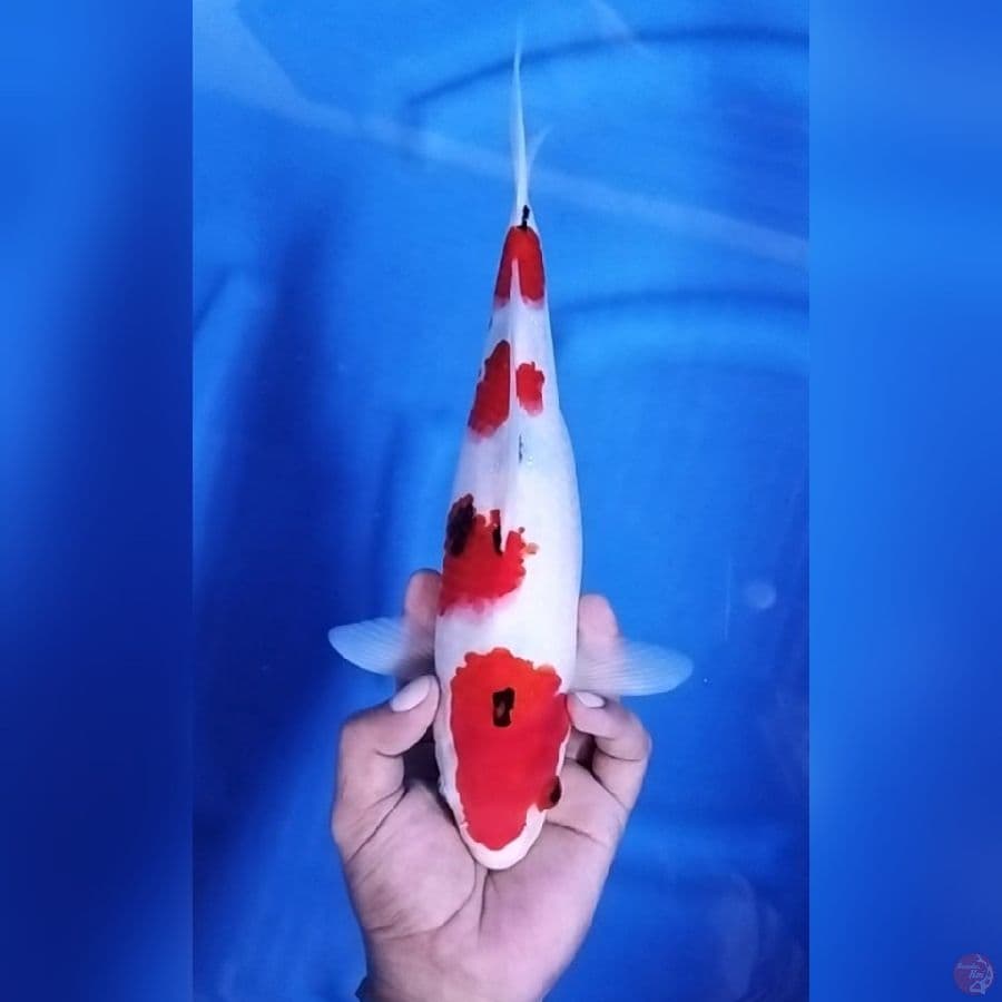 ( 31CM ) SANKE ORIGINAL - FEMALE