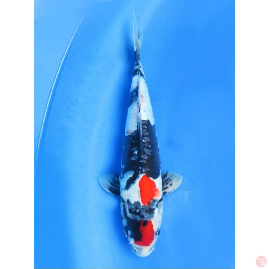 36cm , Tancho Showa Doitsu 