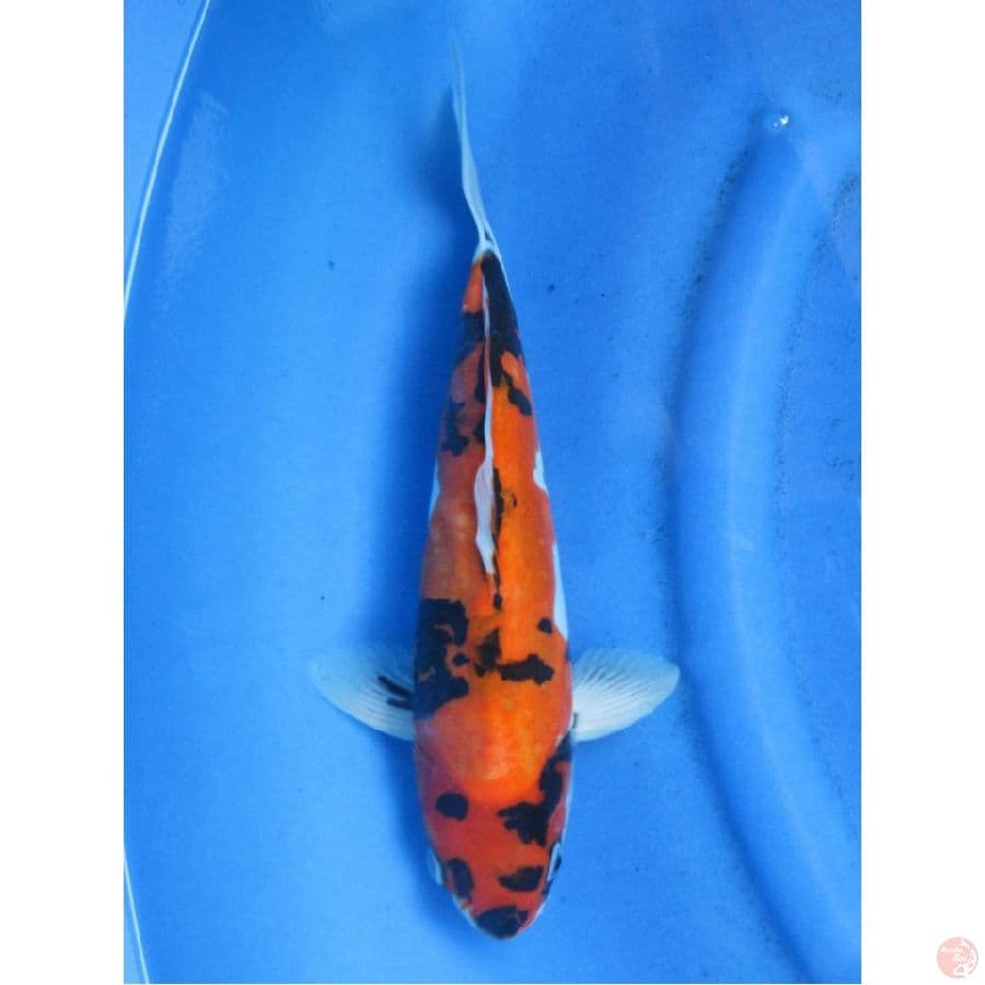35cm male doitsu showa